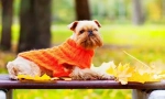 Griffon pes (foto): okouzlující fidget